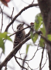 Jo's House-Downy woodpecker