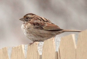 White-throated Sparrow