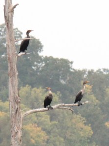 ARPost4-double crested cormorant