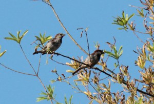 House Sparrows