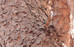 Red-Breasted Nuthatch