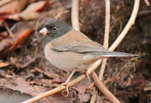 Birds2-dark eyed "oregon" junco