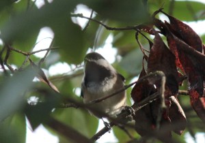 Birds3-Black-capped chickadee