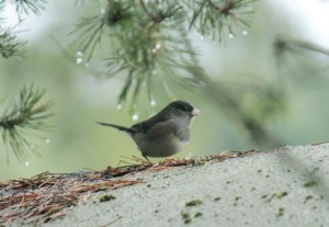 Birds4-dark-eyed "slate-covered" junco