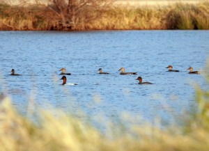 Canvasbacks and a Redhead Duck on my grandparents' pond.