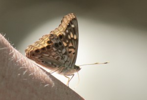 Holla Bend8 Hackberry Emperor