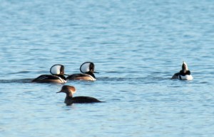 Hooded Merganser