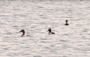 Redheads Ducks with Lesser Scaup Duck.