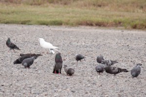 Rock Dove (domestic Pigeon)2
