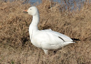 Snow Goose