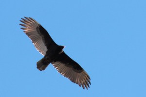 Turkey Vulture