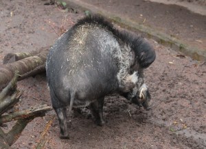 Visayan Warty Pigs