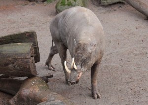 A Babirusa, although I personally think it looks like a mini-elephant. 