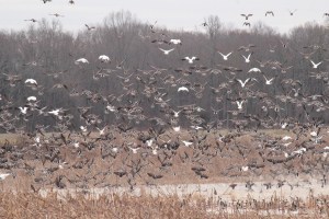 1-5 (5) Mallards, Ross, Snow and Speckled Bellies Geese1