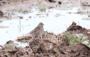 Song Sparrow