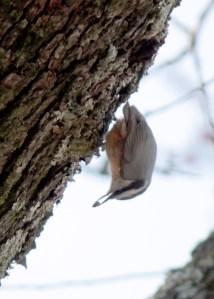 Red-Breasted Nuthatch