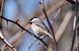 1-13 Carolina Chickadee