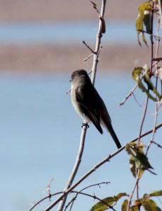 1-13 Eastern Phoebe