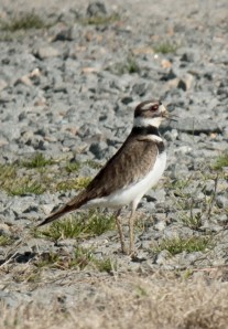 1-Stuttgart-Killdeer1
