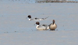 3-306-Northern Pintail2