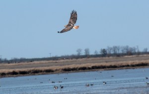 4-306-Eastern Red-tailed Hawk1