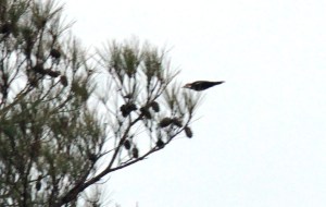 5-2-5 pileated woodpecker