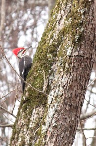 7-2-15 Pileated Woodpecker