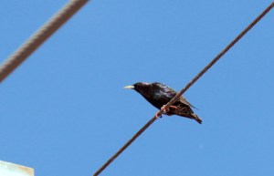 Breeding European Starling