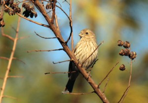 Female House Finch