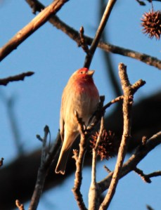 Male House Finch