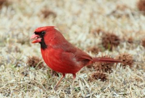 Northern Cardinal
