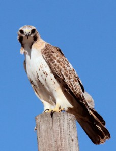 Red-tailed hawk