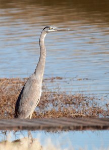 DUCKS4-Great Blue Heron