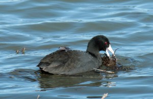 DUCKS6-American Coot