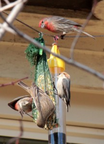 1-House Finches, Brown-headed Nuthatch