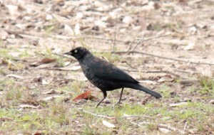 10-Rusty blackbird1