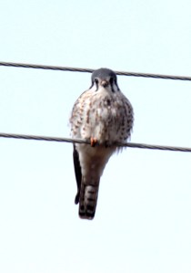 3-American Kestrel1