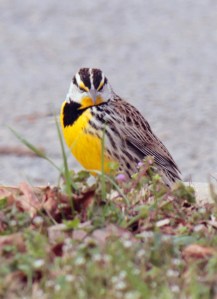 4-Eastern Meadowlark