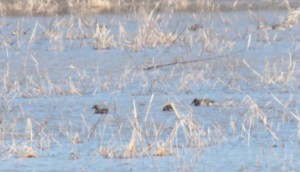 4-Green-Winged Teal Duck1