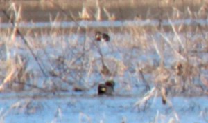 5-Green-winged Teal Duck2