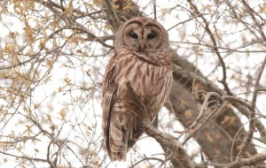 Barred Owl