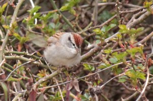 Chipping Sparrow
