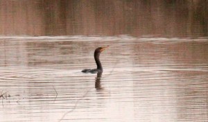 Double-crested Cormorant1