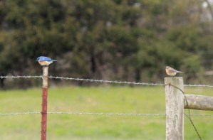 Eastern Bluebird