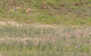 Eastern Bluebird (top) and Mountain Bluebird (bottom, right) 