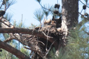 Great Horned Owl1