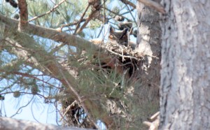 Great Horned Owl4