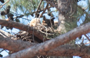 Great Horned Owl5