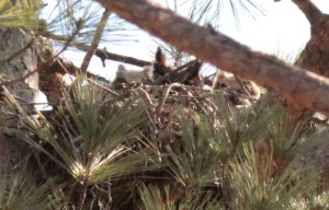 Great Horned Owl7