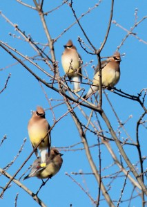 Cedar Waxwings